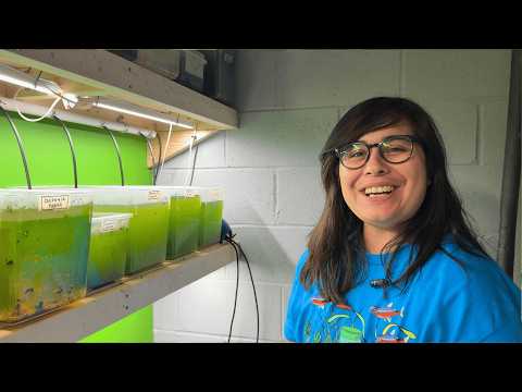 Meet a Real-Life Daphnia Culturing Expert