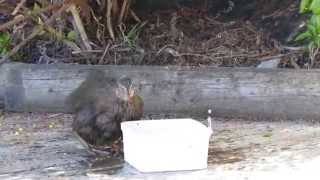 preview picture of video 'Weka Bathing In An Icecream Tub The Sounds'