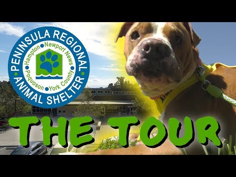 Newport News Spca