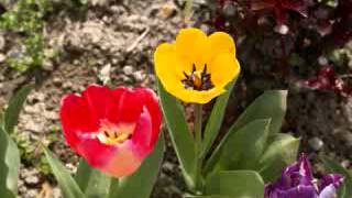 three silhouettes by Keiko Matsui