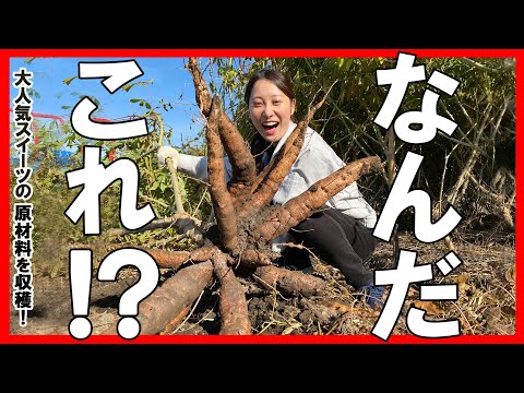 キャッサバの利点 – キャッサバの用途とレシピ