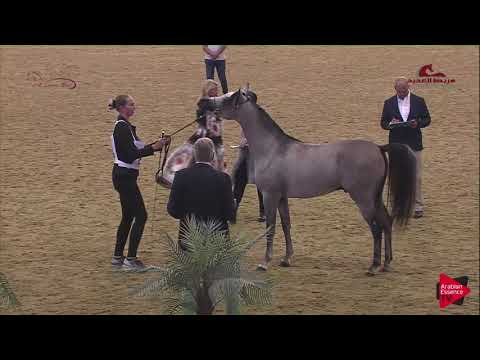 N 23 BAHI AL SAFINAT   2019 Al Shaqab Arabian Horse Show Festival   Colts 2 Years Old Class 1B
