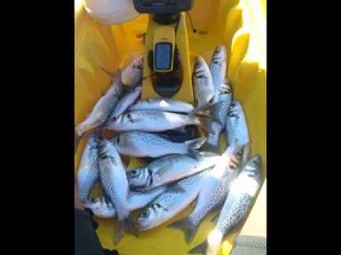 SHEITAN BROTHERS  2013