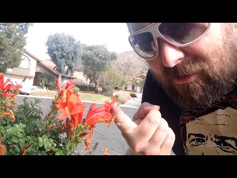 TDW 1252 - The ET Movie House : Attacked By Bees !