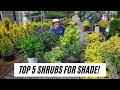 Top 5 Shrubs for Shade |S&K Greenhouse|