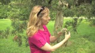 Cedar-Apple Rust (Juniper Rusts)