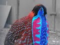 Tragopan Maskuotė tinklas Ghillie smėlio spalvos