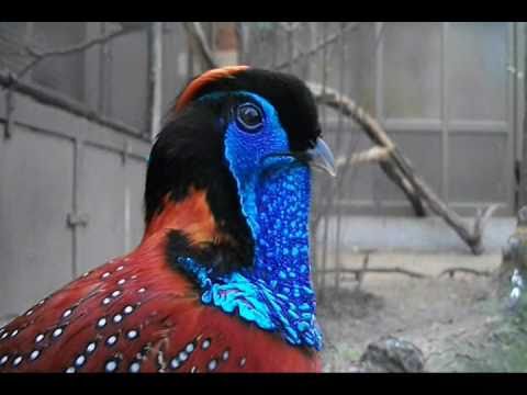 Temminckov tragopan — Antwerp Zoo