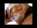 Somali Somali cat so comfortable