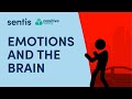 Emotions And The Brain
