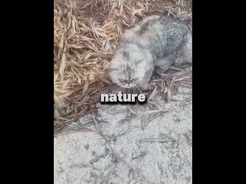 Le Chat Aimant a Trouvé une Petite Amie