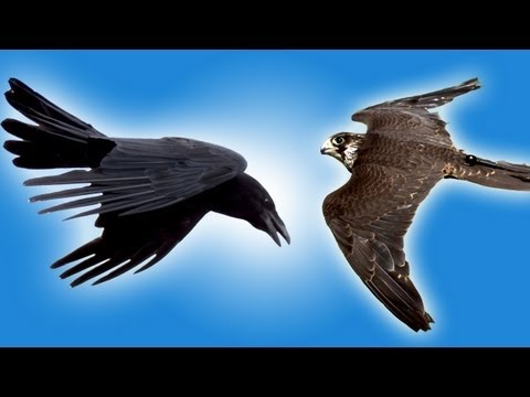 Falcon vs. Raven Flying - Beautiful!