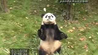 preview picture of video 'Panda stands and walks on his hind legs like a human 2007/10/26 後ろ足で立って歩くパンダ'