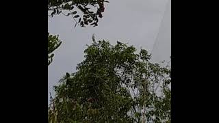 Download lagu Burung Punai Kawin mp3