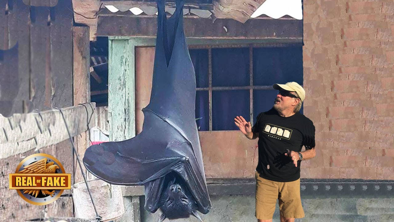 GIANT HUMAN SIZED BAT PHOTO - real or fake?