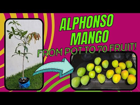 Alphonso Mango Tree 5 Year Progress - 3-Gallon Pot to 70 Mangoes