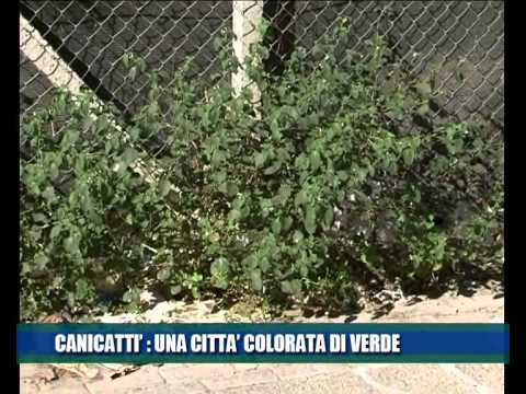 Quando cè un alcool dopo a lungo forte il bere Kemerovo zhd policlinic cifrando da dipendenza alcolica