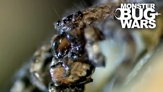 Lichen Bark Mantis vs Rock Spider | MONSTER BUG WARS