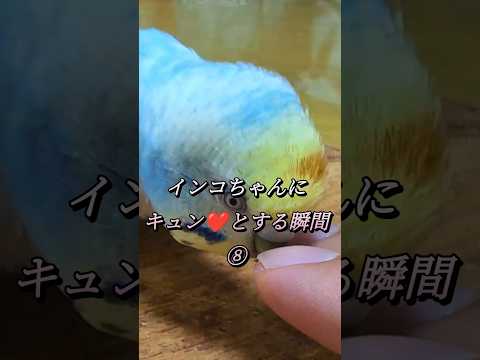 インコを飼いならす方法は？信頼を得る 4 つのヒントとコツ  庭園