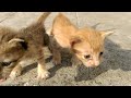 Cute Cats Meowing Cats Kitten Sound Cat Sounds