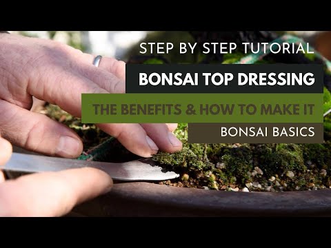 How to make top dressing for bonsai
