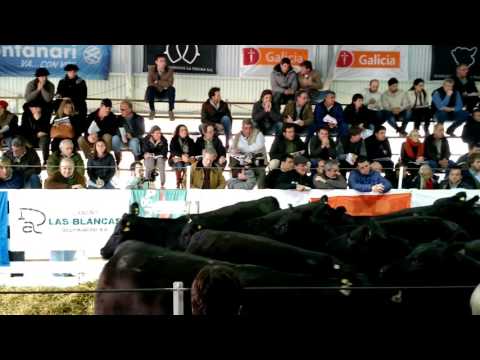 Remate de Establecimientos La Negra SA