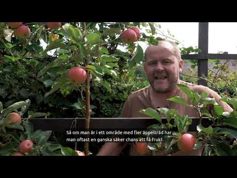 Använd ytan smart - plantera ett spaljerat fruktträd!