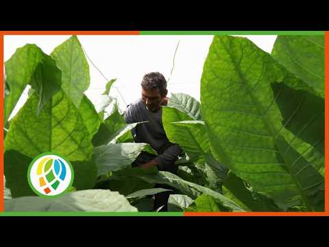 Planean en Consolación del Sur llegar a las 2 mil hectáreas sembradas de tabaco