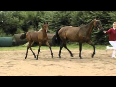 Quaalerteich Cormint - Corrado I - Kilian