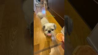 チビの日常🐶 #犬 #犬のいる暮らし #youtube #チャンネル登録お願いします