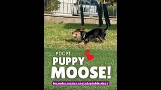 Video preview image #1 Chihuahua-Unknown Mix Puppy For Sale in Corona, CA, USA