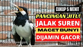 Download lagu Pancingan Jalak Suren Macet Bunyi Biar Bongkar Isianâť—Masteran Suara Burung Jalak Suren Gacor Full mp3 Download lagu Pancingan Jalak Suren Macet Bunyi Biar Bongkar Isianâť—Masteran Suara Burung Jalak Suren Gacor Full mp3
