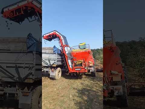 Alma átrakás szedőgépről közvetlenül a pótkocsira(NSZG) Loading apples onto a trailer