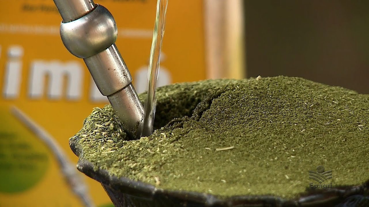 História da Erva-mate no Planalto Norte SC