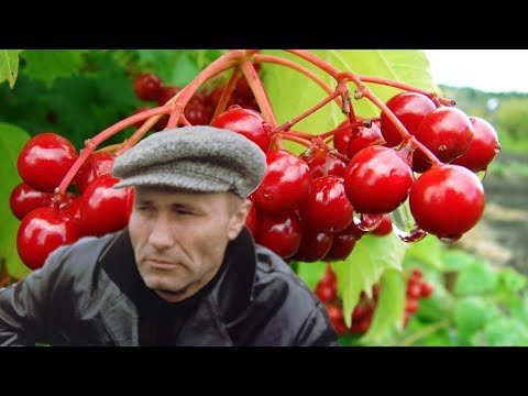 🌿Эх,Калина Красная  - Михаил Колчин (Блат)🌿