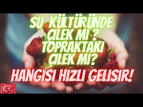 ÇİLEK 3. HAFTA GELİŞİMİ TOPRAKMI HİDROPONİK Mİ ? BUYRUN VİDEOYA