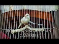 Audio For training Canary singing, Russian singer canary singing Canto de canario, bird sounds