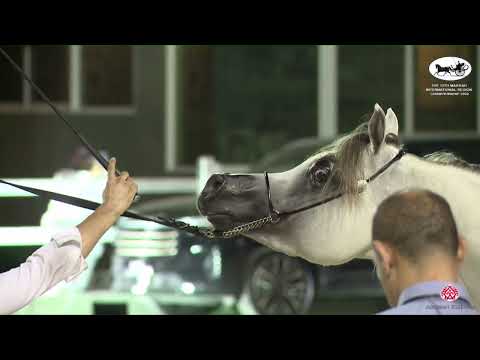 N 212 JARRAH ALMUAWD   The 13th Makkah International Region Championship   Colts 3 Years Old Class 9