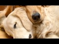 Pet Therapy: Sleep Music for Dogs and Cats 