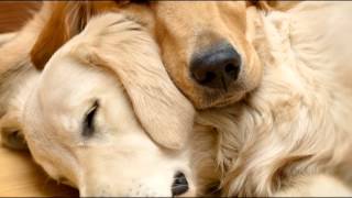 Pet Therapy: Sleep Music for Dogs and Cats
