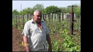 Чем обрабатывать виноград от болезней весной - Видео онлайн
