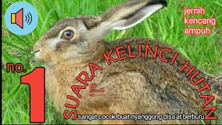 Download lagu suara kelinci hutan//kelinci liar//forest rabbit sound. mp3