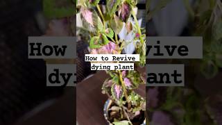 How to revive dying plant 🪴? #plant #plants #plantlover #plantcare #trending #plantlife