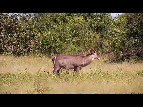Djuma: Waterbuck bull- 13:02 - 04/12/20