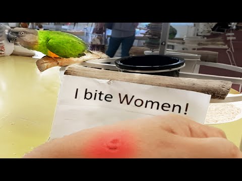 r/AccidentalAlly | Trans-affirming misogynist parrot