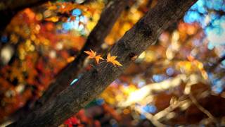 Amethystium - Solace [HD]