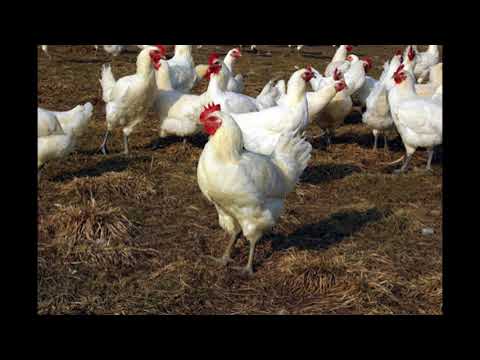 Il est bel et bon pronunciation