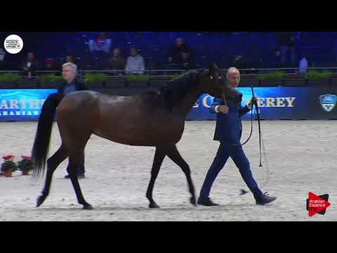 N.60 PUSTYNIA KAHILA - Paris 2018 - Senior Mares (Class CM 3A)