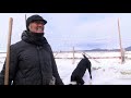 Wise River ranchers feed cattle with sleighs and draft horses - NBC Montana Wise River ranchers feed cattle with sleighs and draft horses