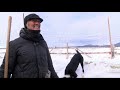 Wise River ranchers feed cattle with sleighs and draft horses